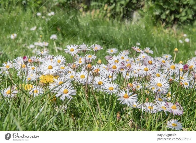 Gänseblümchen Gänseblümchenblume Blumen Natur Pflanze Blüte Blütezeit Garten Frühling Flora Blütenblatt Schönheit Nahaufnahme grün Botanik Bellis perennis Wiese