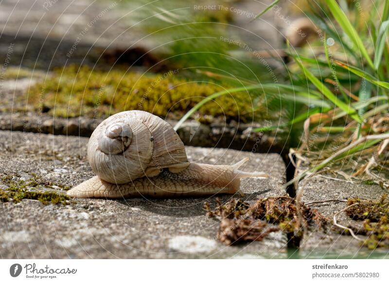 Ne Kamera??? Schnell weg! Schnecke Weinbergschnecken Gehäuseschnecken Tier Weichtier Weichtiere Mollusken Schneckenhaus Natur Fühler langsam Nahaufnahme