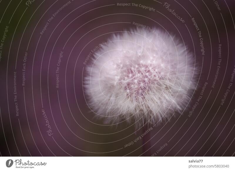 Pusteblume, lila angehaucht Löwenzahn Samenstand flauschig weich Pflanze Leichtigkeit zart Makroaufnahme leicht Schwache Tiefenschärfe Detailaufnahme filigran