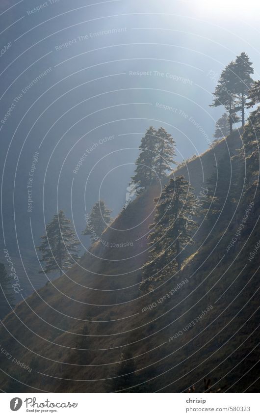 voll im Licht Umwelt Natur Landschaft Sonne Sonnenlicht Nebel Pflanze Baum Gras Wald Hügel leuchten Farbfoto Außenaufnahme Menschenleer Schatten