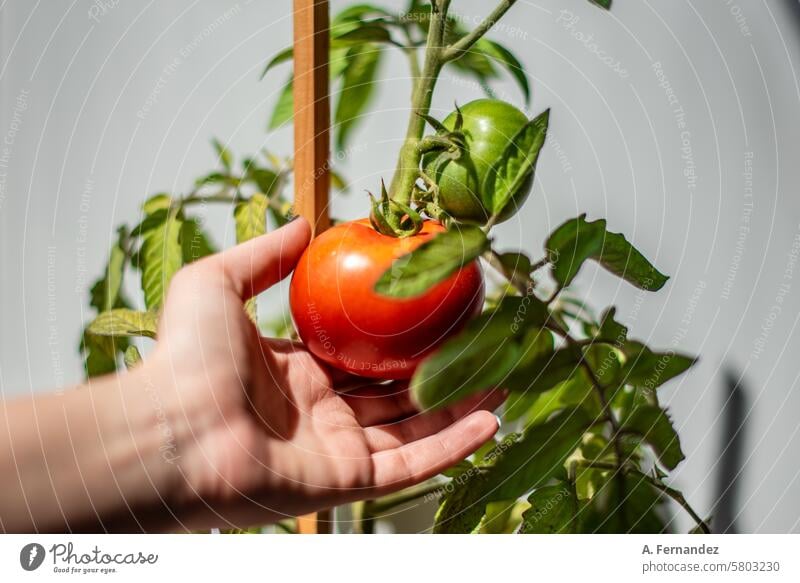 Eine Hand greift nach einer roten reifen Tomate auf einer Pflanze mit noch grünen Tomatenfrüchten. Konzept des Anbaus von Gemüse zu Hause. landwirtschaftlich