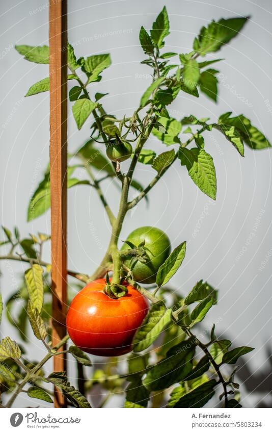 Eine Tomatenpflanze mit einer roten reifen Tomate und einer noch grünen Tomatenfrucht. Konzept des Gemüseanbaus zu Hause. Ackerbau Niederlassungen Kirsche