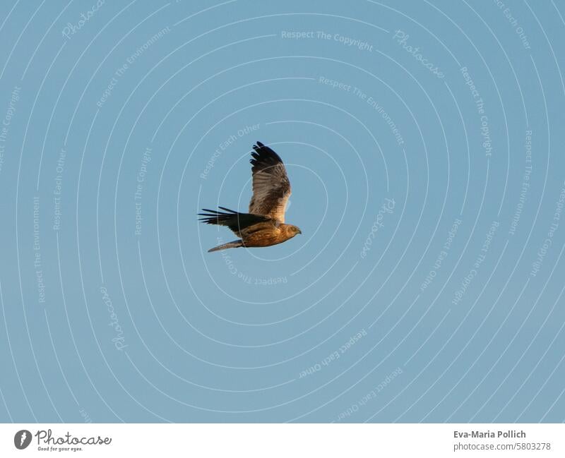 Raubvogel im Flug Raubtier raubvogel Raubvoegel Vogelflug Vogel im Flug Himmel Greifvogel Greifvoegel Wildtier Wildvogel Wildvögel Tier fliegen Natur Flügel