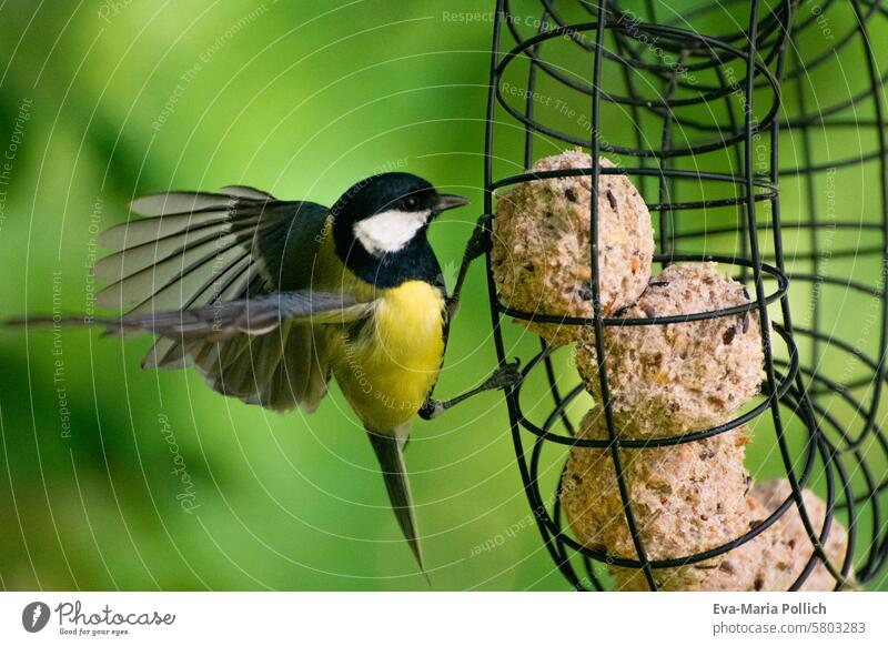 Meise im Landeanflug an einen Meisenring Meisenknödel meisenring Vogel Vogelflug Flug fliegen fliegend Vogelbeobachtung Vogelfutter Vogelwelt Meisenvogel klein