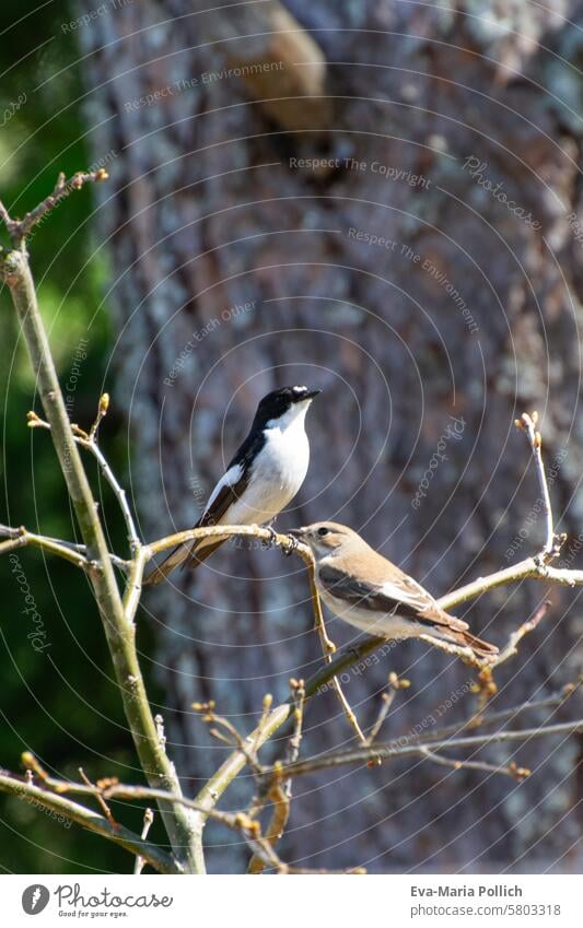 zwei Trauerschnäpper im Sonnenlicht ficedula hypoleuca Singvogel Fliegenschnäpper klein weibchen Maennlich Männchen frühling paar Vogelpaar Paare Natur Tier