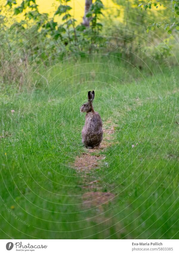 Hase am Feldweg sitzend Hase & Kaninchen Tier Wildtier Feldhase Wildlife Weg Blick wartend Menschenleer Natur Farbfoto Außenaufnahme Wiese braun grün Umwelt