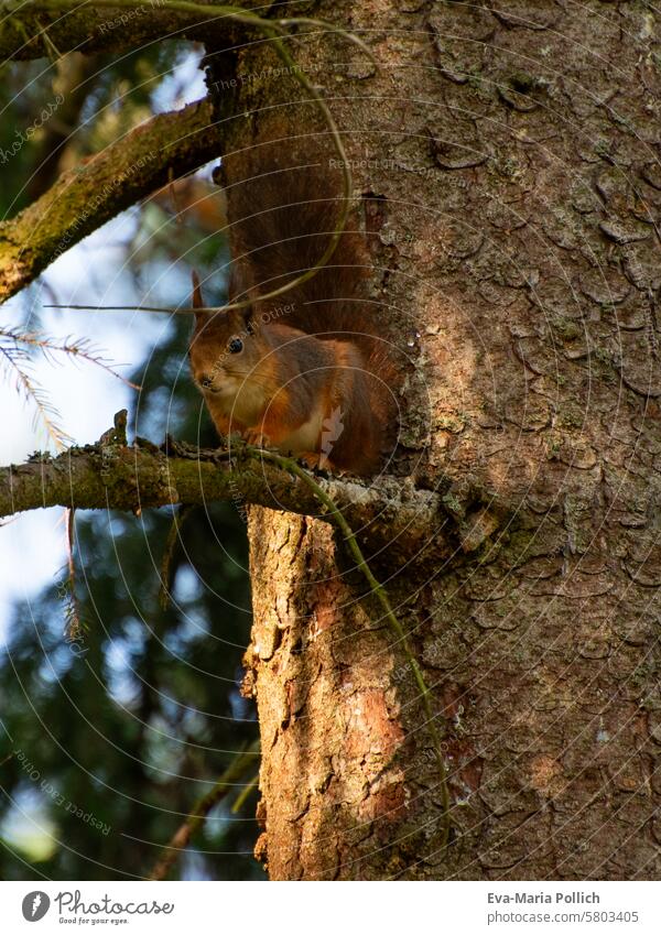 rotes Eichhörnchen im Nadelbaum mit Blick nach vorne Tier Natur Fell niedlich Baum braun Wildtier Wald Pfote klein Tierporträt Säugetier Baumstamm Schwanz