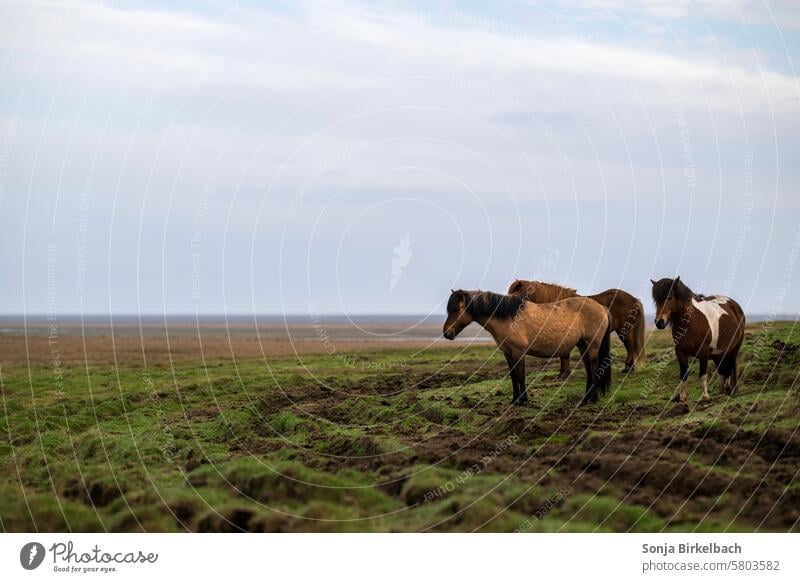 Islandpferde trotzen dem Wetter isländisch Natur Weide Wiese Isländer Islandpony Pferd Tier Landschaft Säugetier Außenaufnahme Himmel Mähne Farbfoto Tierwelt