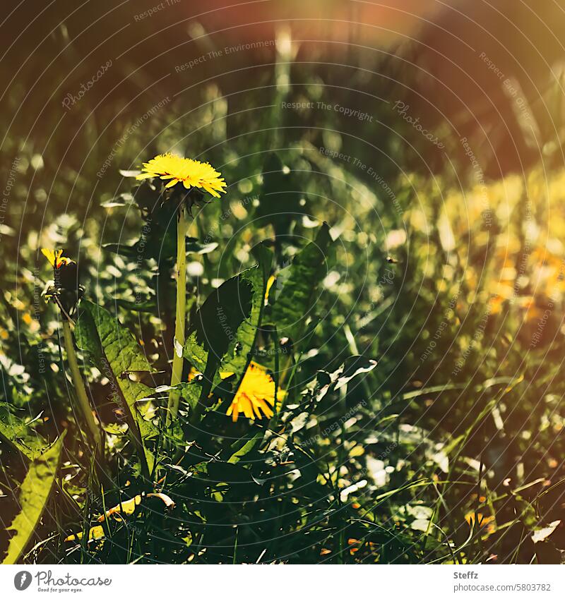 Löwenzahn blinzelt in der Frühlingssonne Gewöhnlicher Löwenzahn blühen Frühlingswiese Frühlingswetter gelb sonnig Gegenlicht grün sonniges Gelb Wildblüten