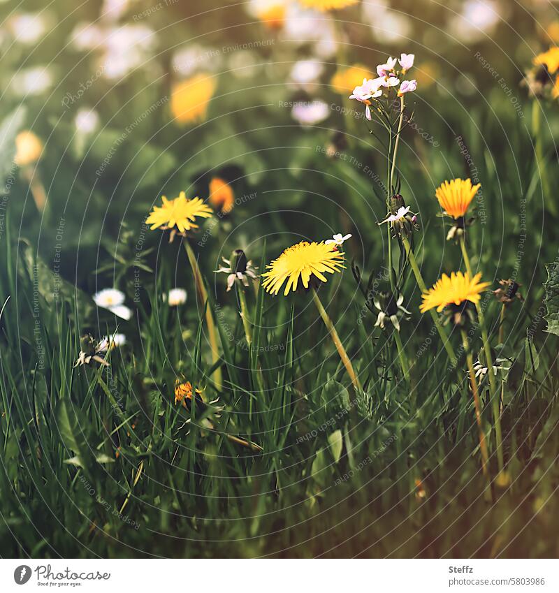 Löwenzahn blüht auf einer Frühlingswiese Gewöhnlicher Löwenzahn blühen Wiese grün gelb gelbe Blumen Blüten Wildblumen Wildblüten zur Sonne Frühlingsblumen