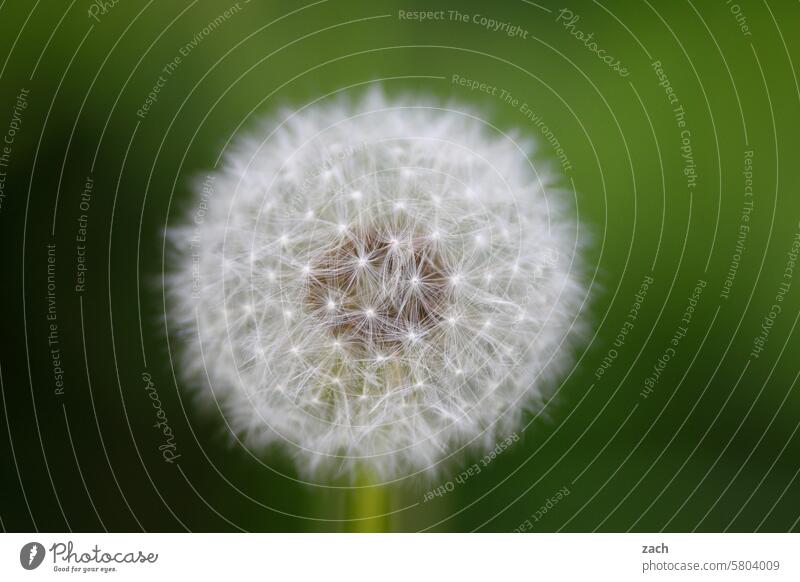 Pustekuchen Pusteblume Löwenzahn Pflanze Natur Makroaufnahme Blume Blüte zart filigran Detailaufnahme