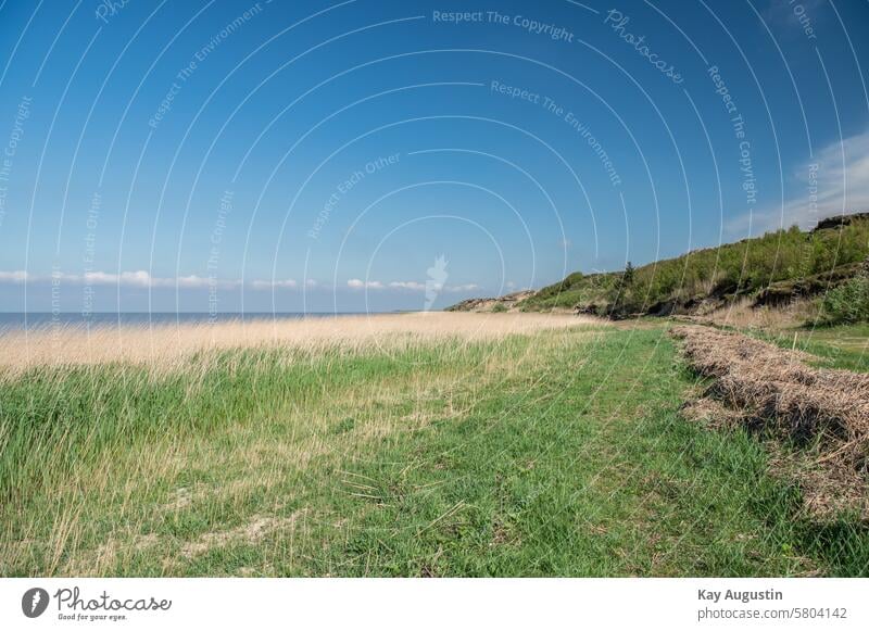 Morsum-Kliff Morsumkliff Insel Sylt Reetpflanzen Landschaften Natur Hindenburgdamm Bahnverbindung Naturschutzgebiet Sylt Landschaft Nordseeküste