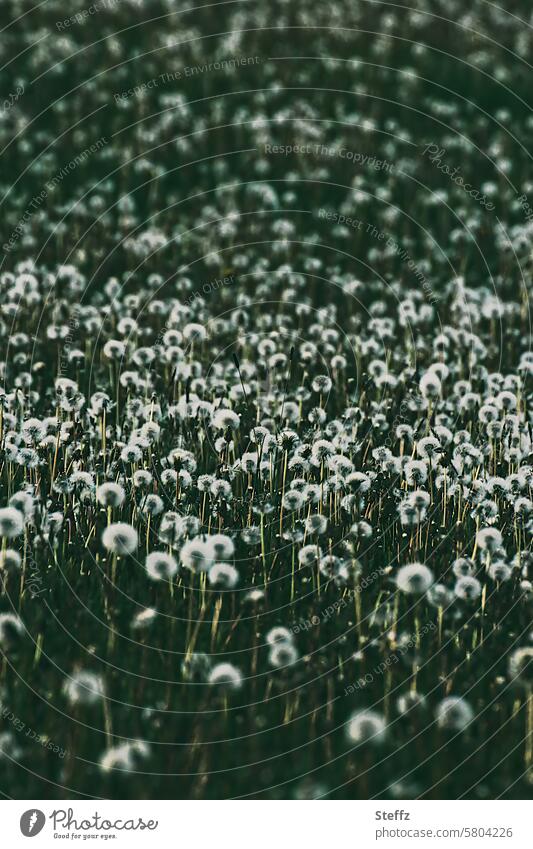 eine Armee der Pusteblumen viele Frühlingsblumen Wildblumen Wildblumenwiese verblüht verblühen Wildpflanzen Frühlingswiese Fülle Vielzahl Menge Überzahl üppig