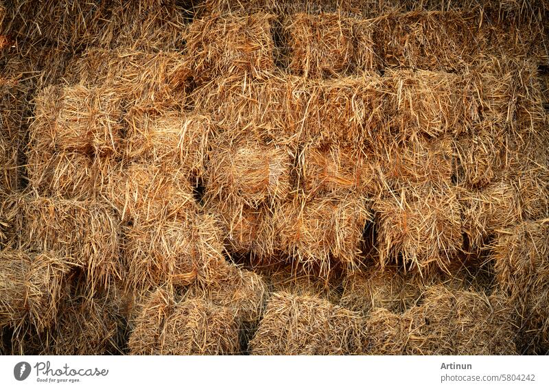 Trockene Strohballen und landwirtschaftliche Nebenprodukte. Gestapelte gelbe Strohballen für Tierfutter und Vieheinstreu. Strohballen in der nachhaltigen Landwirtschaft. Landwirtschaftliche Nebenerzeugnisse. Landwirtschaftliche Praktiken.