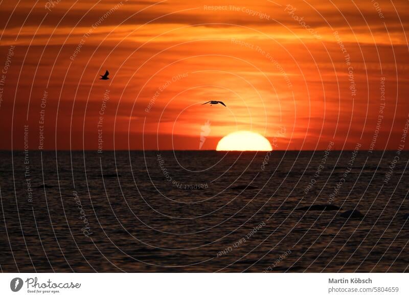 Sonnenuntergang am Horizont der Ostsee. Die orangefarbene Sonne versinkt im Wasser. Romantisch Sonnenstrahlen Sonnenschein Reflexion & Spiegelung wellig Küste