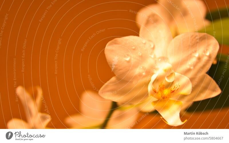 Orchidee mit Tautropfen auf den Blütenblättern. Orchideenstamm mit Blüten vor einem Hintergrund Hochzeit Flora Wassertropfen Engagement Geschenk Blume Natur