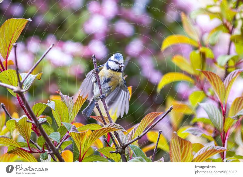 Blaumeise (Cyanistes caeruleus). Sperlingsvogel thront auf einem Ast mit ausgebreiteten Flügeln in hellem Licht Licht

Tierwelt Tierflügel