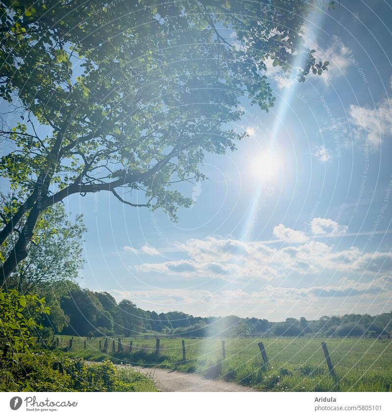 Sonne im Gegenlicht mit Bäumen und grüner Weide Weidezaun Wiese Gras Zaun Landschaft Natur Landwirtschaft Baum Zaunpfahl Schönes Wetter Idylle Himmel