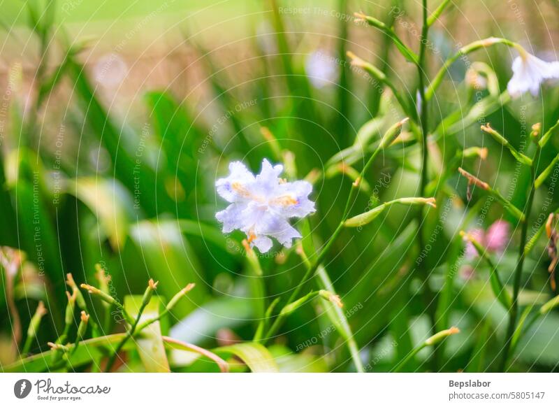 Nahaufnahme von Blumen Bokeh Frühling Blatt botanisch Botanik Flora Laubwerk grün Wachstum natürlich Natur Pflanze Saison Vorbau Garten Gartenarbeit