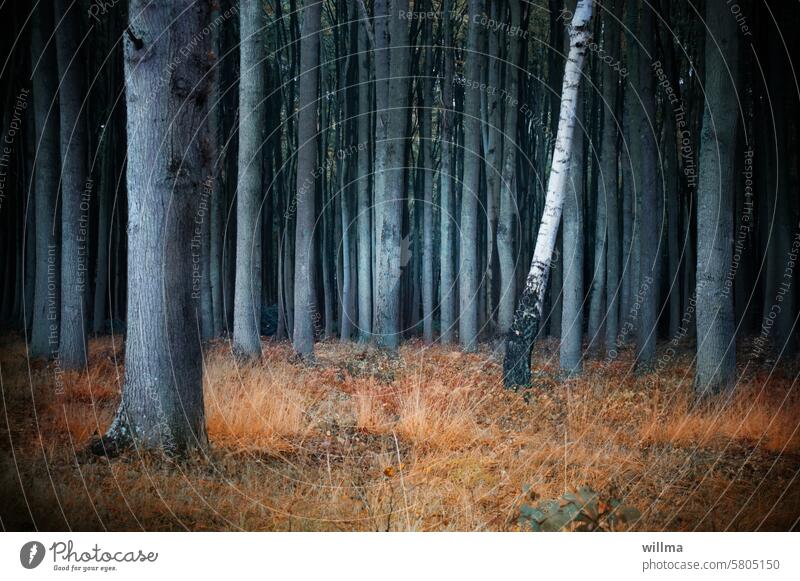 Akzeptanz Bäume Buchen Wald Buchenwald Birke Einzelgänger anders sein Sonderling Außenseiter Individualist herausstechen auffallen dazugehören