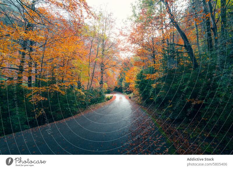 Herbstfarben entlang der kurvenreichen Straße in Selva de Oza Farben Wald aragonisch Huesca Pyrenäen westliche Täler Echotal Natur Bäume Laubwerk fallen