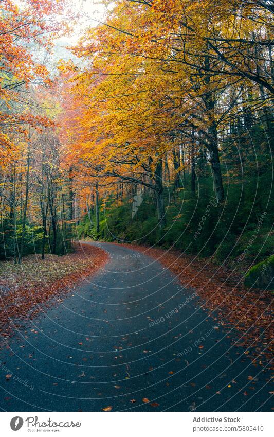 Herbststraße durch den Wald Selva de Oza in Aragón Straße aragonisch Huesca Pyrenäen westliche Täler Echotal Blätter Bäume fallen Laubwerk orange Natur Saison