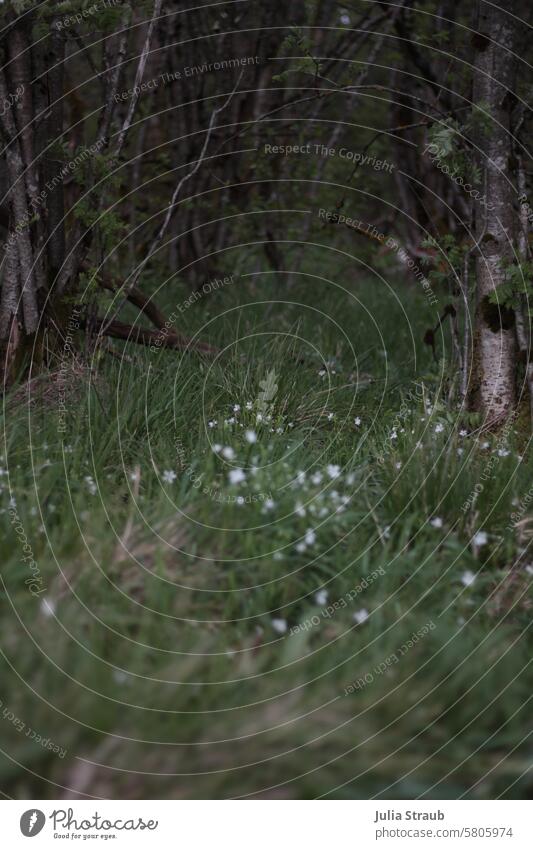 Naturschutzgebiet Schwarzes Moor Rhön Wäldchen Wiese Blumen Holz