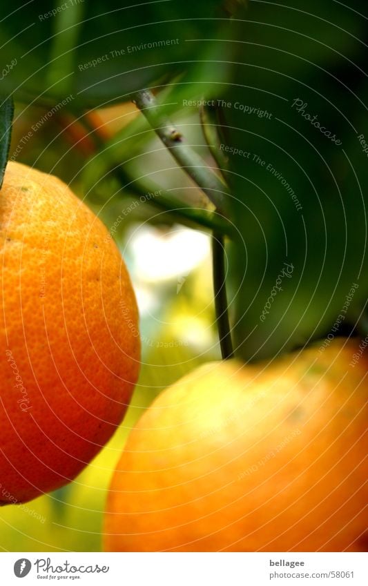 2 orangen sind sich ganz nah Orange Baum Blatt grün gelb frontal hängen Unschärfe braun lecker Ast Frucht Außenaufnahme Anschnitt