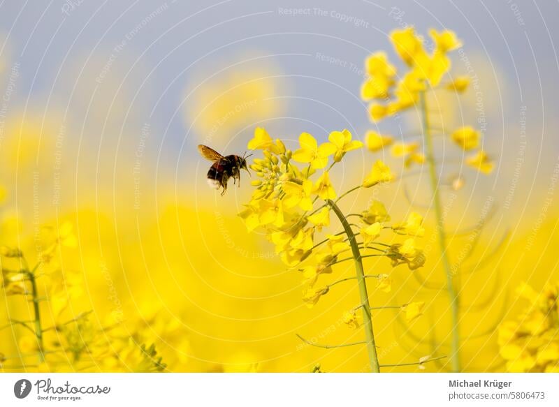 Dunkle Hummel auf dem Rapsfeld bei der Pollensuche (Bombus terrestris) Ackerbau Blüte botanisch Botanik Erhaltung Landwirtschaft Feld Flora Blume Lebensraum