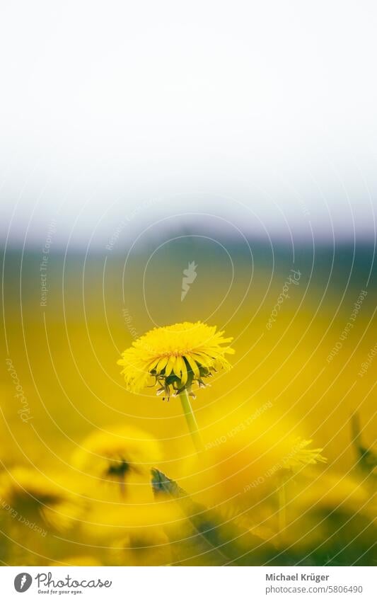 Löwenzahn blühte auf einer Frühlingswiese in einem großen Licht (Taraxacum) Schönheit aufgeblüht Überstrahlung Blüte botanisch Feld Flora geblümt Blume