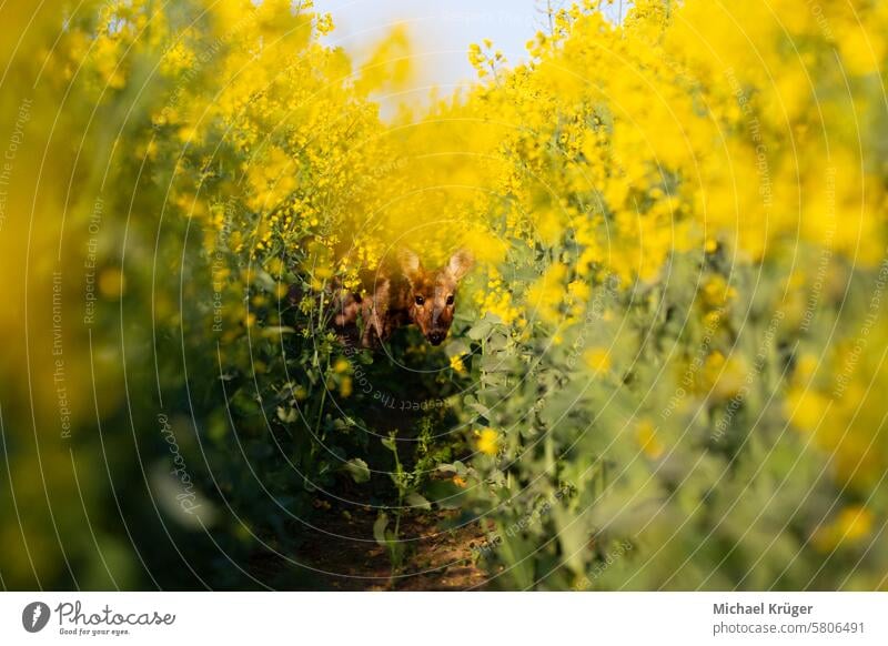 Neugieriges Reh im Raps (Capreolus capreolus) Ackerbau Tier Überstrahlung botanisch capreolus capreolus capreolus Erhaltung neugierig Hirsche Landwirtschaft