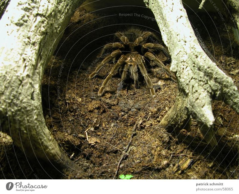 Pfui Spinne Vogelspinne Ekel Tier Angst