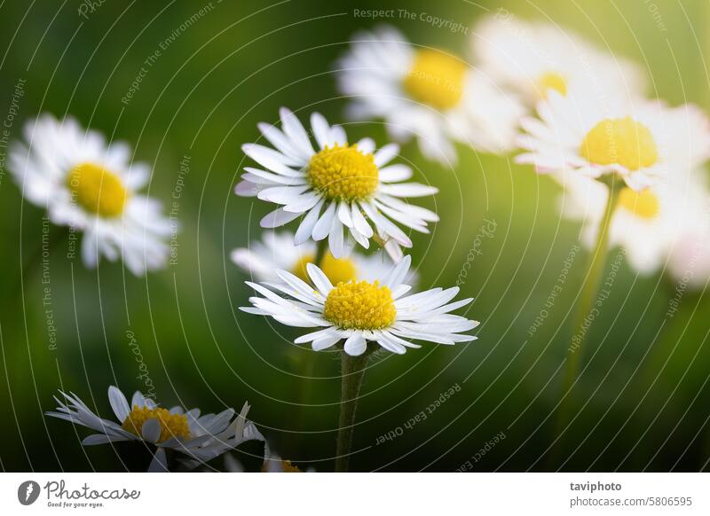 Gänseblümchen in schönem Sonnenuntergangslicht Leukanthemum vulgare Margeriten wild Nahaufnahme Bokeh Zusammensetzung Sonnenlicht sonniger Tag Blume Feld