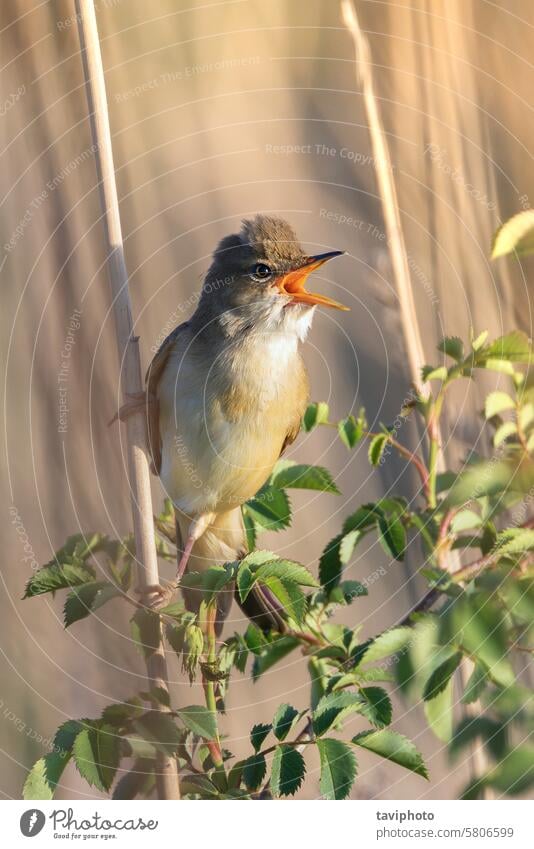 Männlicher Sumpfrohrsänger singt in der Brutzeit Acrocephalus Palustris-Schädel Erwachsener Tier Seggenrohrsänger Vogel Hintergrund Schnabel schön