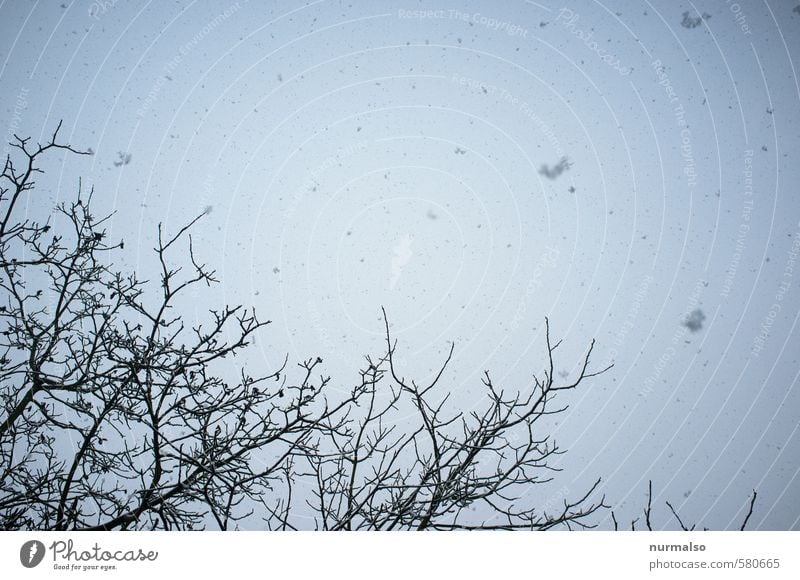 Grafisches Flockebeiwerk Garten Kunst Natur Pflanze Tier Urelemente Luft Himmel Wolken Winter Eis Frost Schnee Schneefall Baum Sträucher Park Wald beobachten