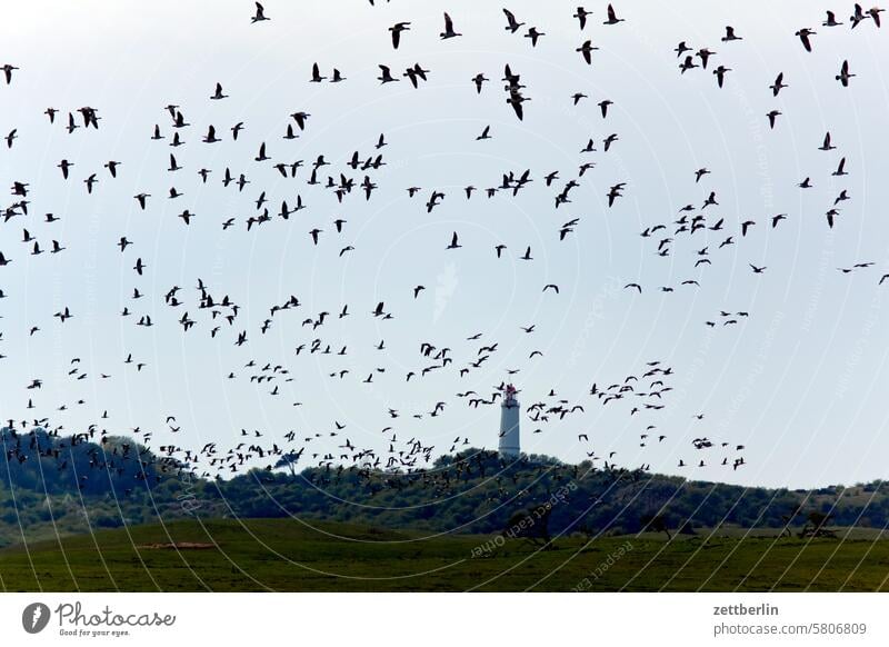 Hiddensee - Gänse über dem Leuchtturm auf dem Dornbusch ferien frühling grieben hiddensee insel mecklenburg meer mv nezuendorf ostsee reise sommer sonne strand