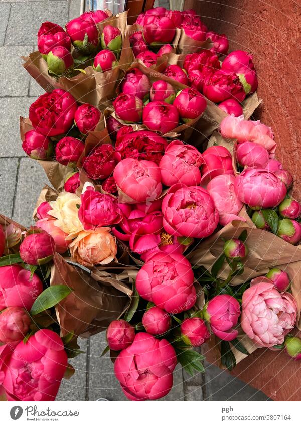 Pink flowers Pfingstrose Bund Pfingstrosen Pfingstrosenstrauß pink Blume Blumenstrauß Rosen blüht Blumenkollektionen rosa Blumenhändler Blüten Frühling Sommer