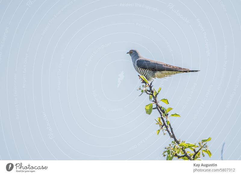 Kuckuck Farbfoto Blick Außenaufnahme Tier Tag Cuculus canorus Kuckucksvögel Cuculiformes Vogel Nationalpark Wattenmeer Natur Fauna Farben Gefieder Vogelwelt