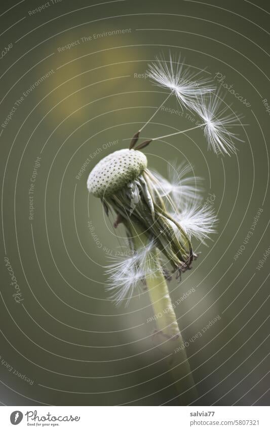 die letzten Schirmchen Löwenzahn Samen Pusteblume Vergänglichkeit Pflanze zart Leichtigkeit Makroaufnahme Natur Wildpflanze leicht verblüht filigran weich