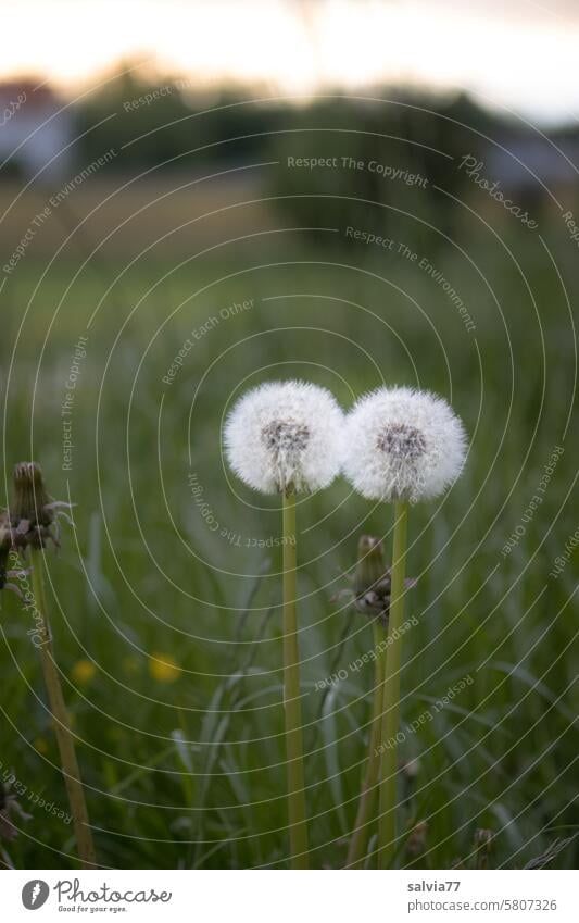 zarte Berührung, Pusteblumen Paar Löwenzahn verblüht zwei Samenstand Leichtigkeit filigran leicht Frühling Nahaufnahme Löwenzahnsamen Wildpflanze weich Pflanze