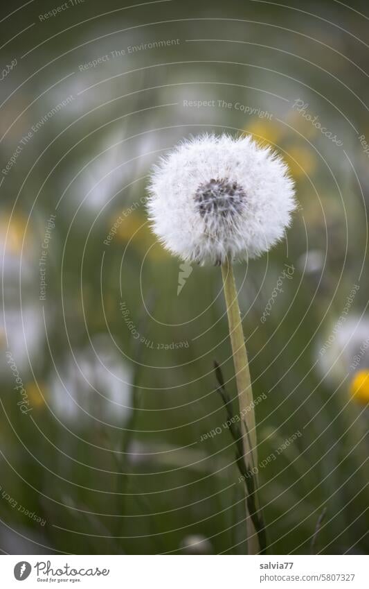 Pusteblumenwiese Löwenzahn Schirmchen Samen Vergänglichkeit Pflanze zart Leichtigkeit Makroaufnahme Natur Wildpflanze leicht verblüht filigran weich Nahaufnahme