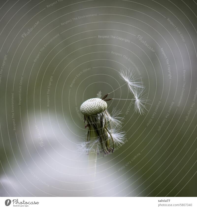 die letzten zwei Schirmchen Löwenzahn Samen Pusteblume Vergänglichkeit Pflanze zart Leichtigkeit Makroaufnahme Natur Wildpflanze leicht verblüht filigran weich