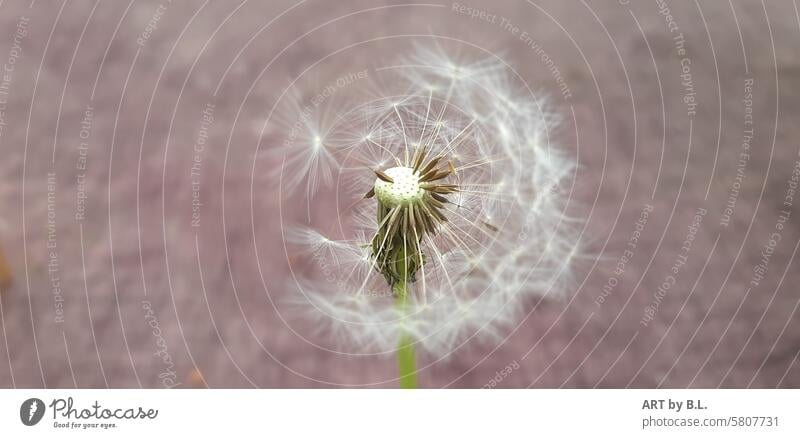 Pusteblumenzeit in der Mitte pusteblume löwenzahn samen abflug garten natur butterblume wundermflora floral textfreiraum warten warten auf Wind mittig