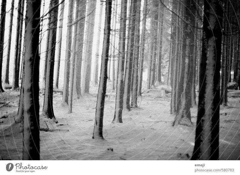 weiss auf schwarz Umwelt Natur Landschaft Winter schlechtes Wetter Schnee Baum Wald bedrohlich dunkel gruselig kalt weiß Schwarzweißfoto Außenaufnahme