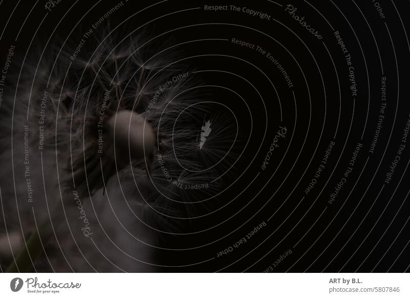 Pusteblumenzeit abends pusteblume löwenzahn samen abflug garten natur butterblume wundermflora floral textfreiraum warten warten auf Wind mittig mittig plaziert