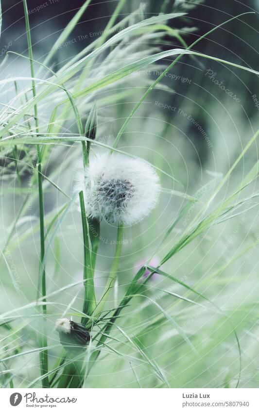 Löwenzahn, Pusteblume und Gräser im Wind Löwenzahnsamen grün zart windig Halme Gras filigran Leichtigkeit Pflanze Samen leicht Frühling natürlich verblüht weiß