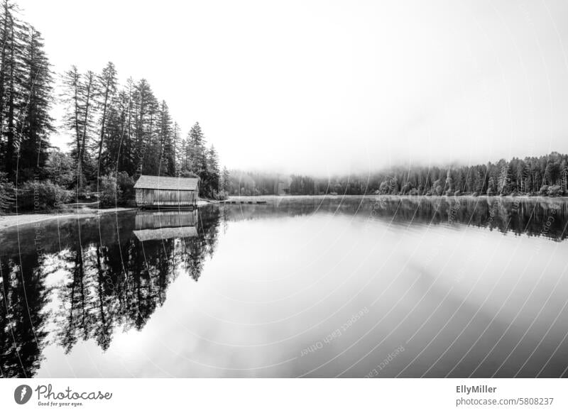 Natur am Ödensee in der Steiermark. See Österreich Landschaft Wald Idylle idyllisch Menschenleer Umwelt Erholung Seeufer Reflexion & Spiegelung Wasser ruhig