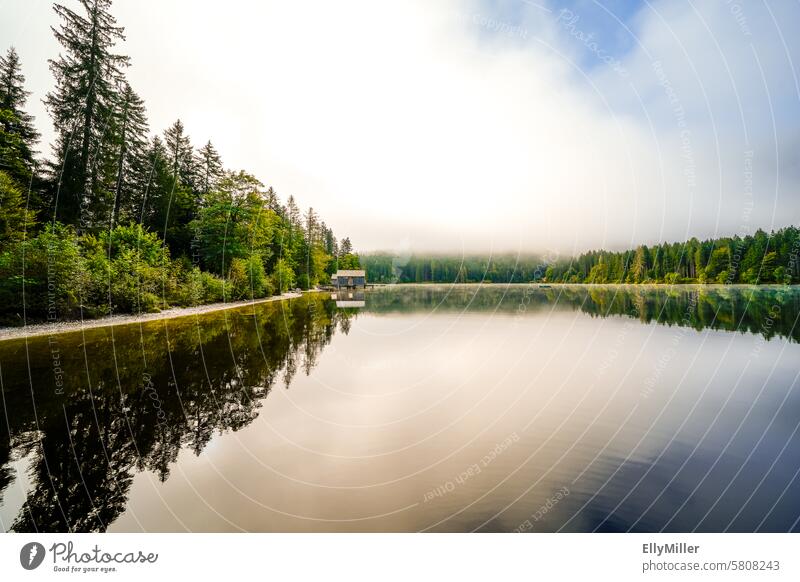 Natur am Ödensee in der Steiermark. See Österreich Landschaft Wald Idylle idyllisch Menschenleer Umwelt Erholung Seeufer Reflexion & Spiegelung Wasser ruhig