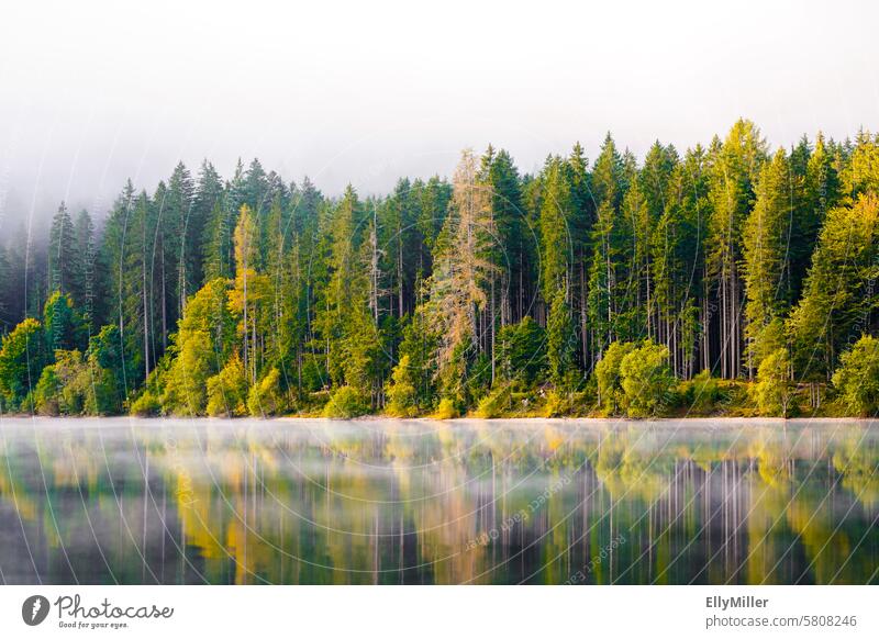 Natur am Ödensee in der Steiermark. See Österreich Landschaft Wald Idylle idyllisch Menschenleer Umwelt Erholung Seeufer Reflexion & Spiegelung Wasser ruhig