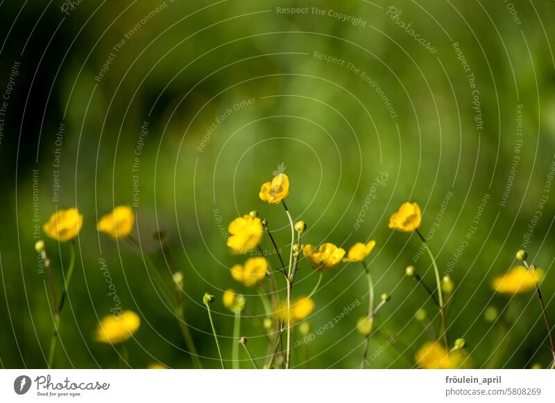 Sumpfdotter-Dots | blühende Sumpfdotterblumen und grüne Wiese Sumpf-Dotterblumen butterblume gelb Blume Pflanze Natur Farbfoto Frühling Schwache Tiefenschärfe